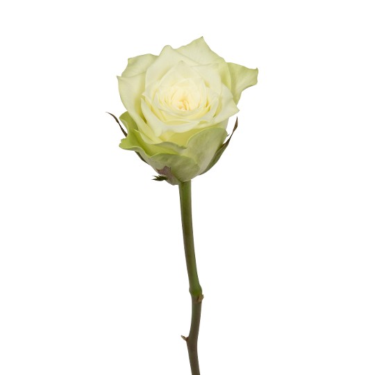 Muru@