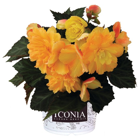 I'CONIA® Portofino Citrix Yellow