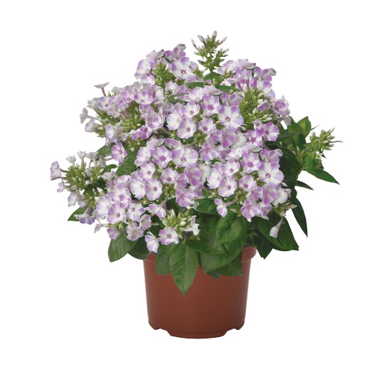 Flame® Lilac Star