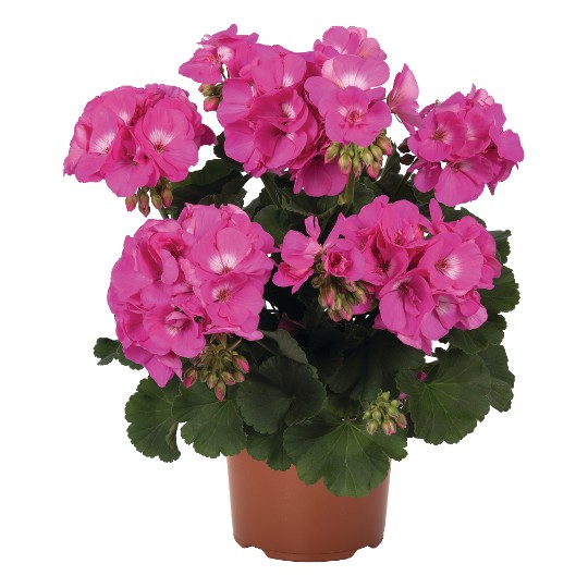 Survivor® Pink Charme