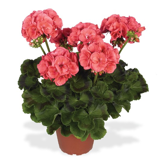 Survivor® Salmon Pink