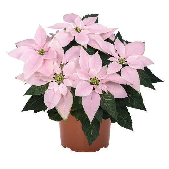 J'Adore Soft Pink