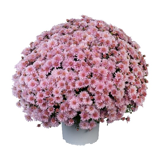 Ace Light Pink