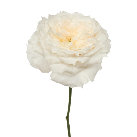 Cream Fragrance@