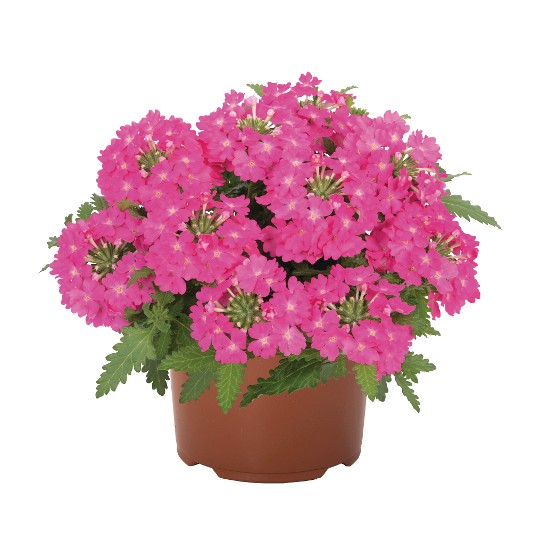 Lindolena Hot Pink