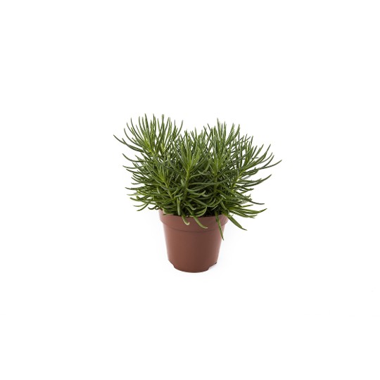 Senecio Himalaya