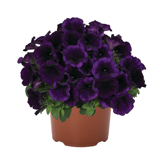Potunia® + Cobalt Blue 2024