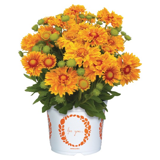 SpinTop® Mariachi Gold