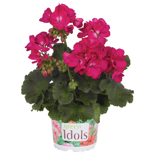 Green Idols Purple
