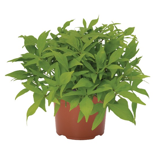 FloraMia Limon