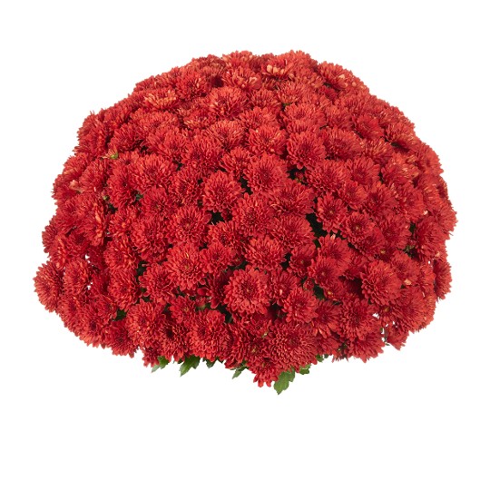 Chili Red