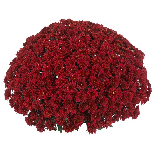 Cheer Red