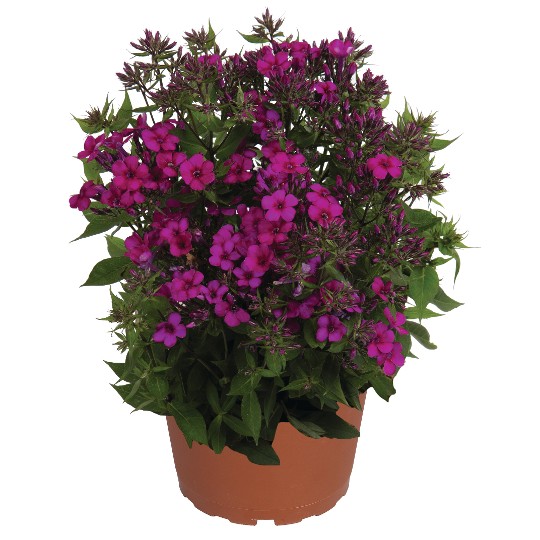 Early® Cerise