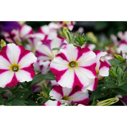 Sweetunia Purple Star (Intrinsa)