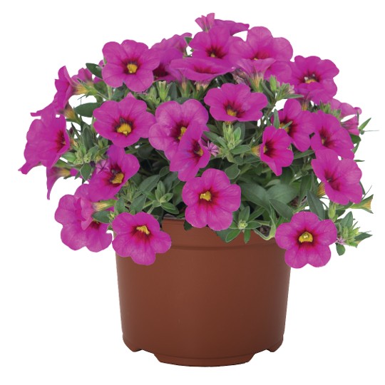 Aloha Kona Hot Pink