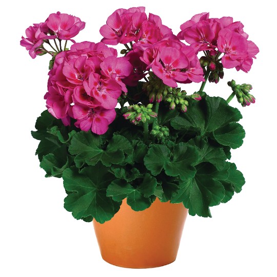 Survivor® Hot Pink