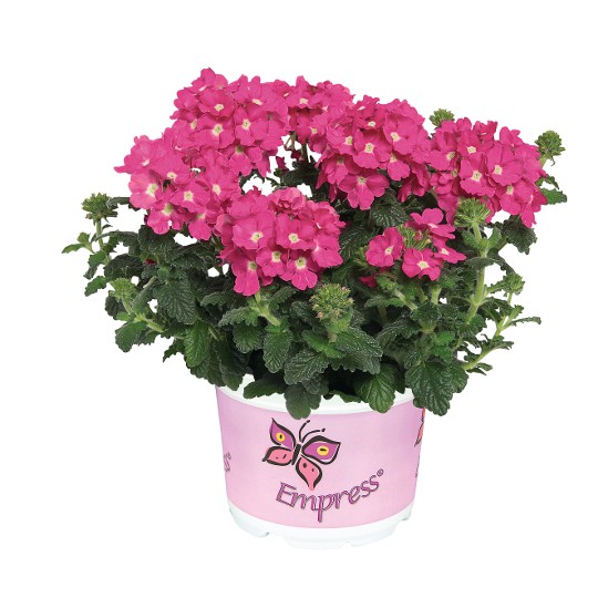 Empress® Flair Pink Charme