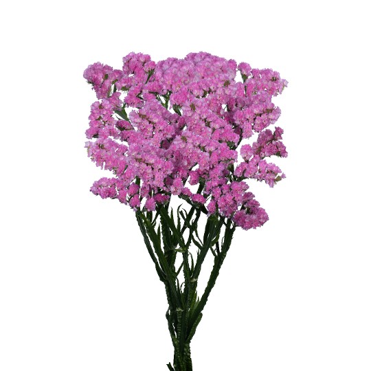 Carmen Pink
