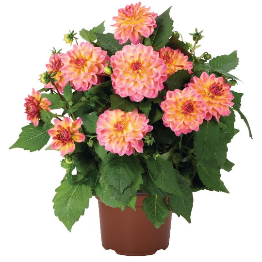 Hypnotica® Rose Bicolor