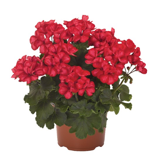 Sarita® Sunstar Red
