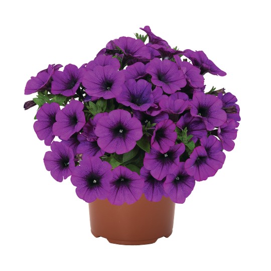 Sweetunia® Lilac (Intrinsa)