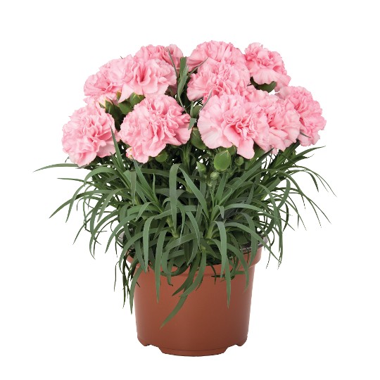 Menorca Pink