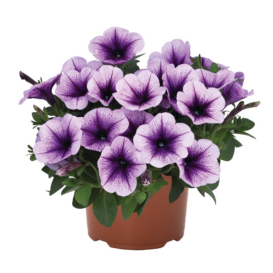 DuraBloom® Blue Vein
