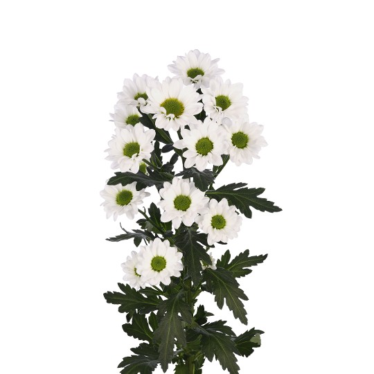 Floky