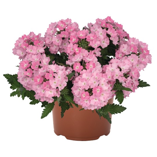 Lindolena Pink