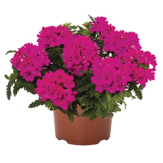 Empress® Sun Kiss Magenta