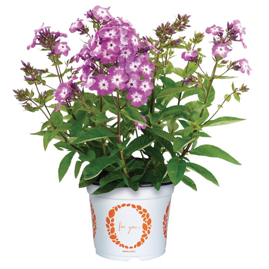 Flame® Purple 2027
