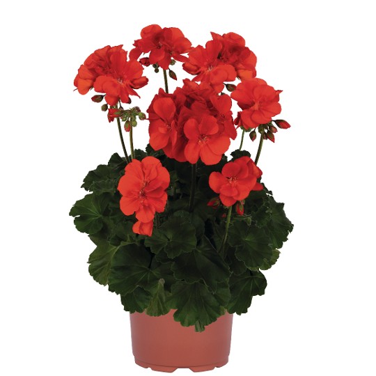 So-Savannah® Red 82