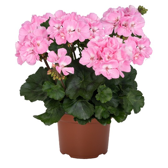 Savannah® Baby Pink