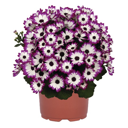 Mandala® Petit Magenta Bicolor 52