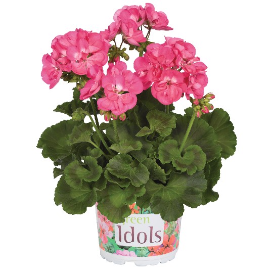 Green Idols Hot Pink