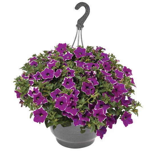 Surprise® Magenta Halo