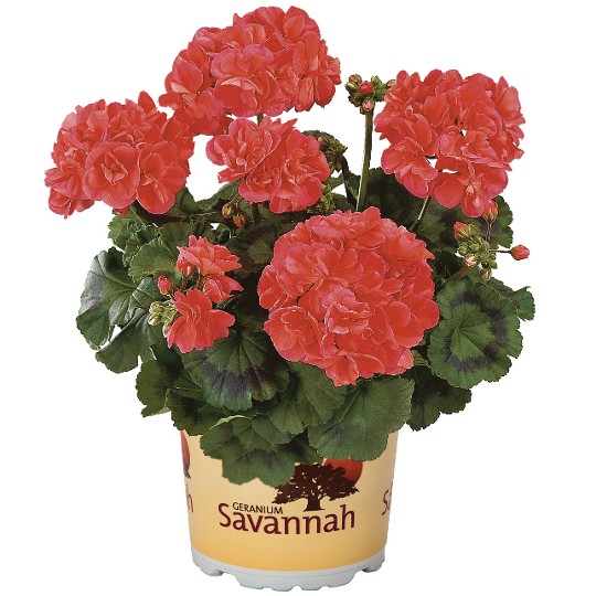 Savannah Coral