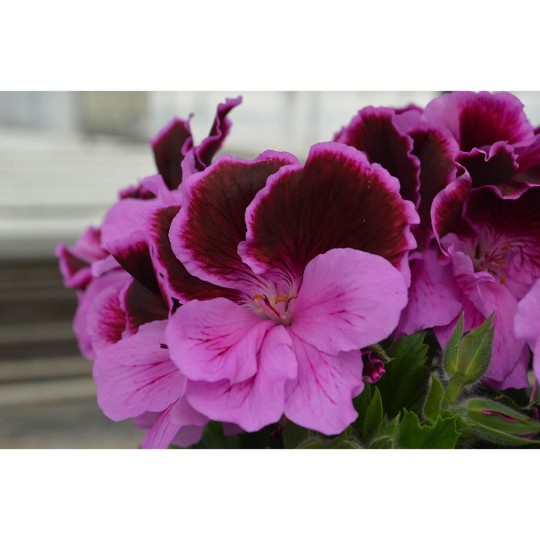 Elegance Lilac Majesty