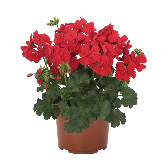 Santana Dark Red