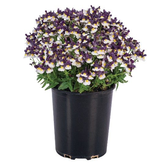 Escential® Elderberry Cream