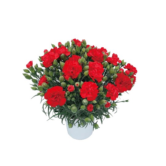 Oriental Grand Rouge