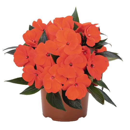 Petticoat® Fire