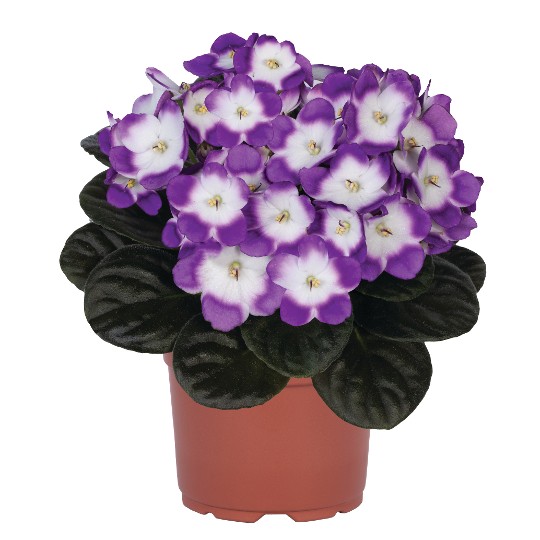 Maxi Lilac White