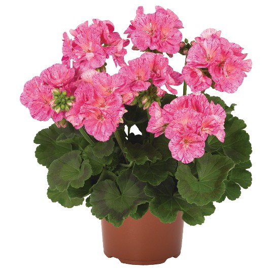 Survivor® Pink Batik