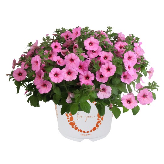 Durabloom® Royal Pink