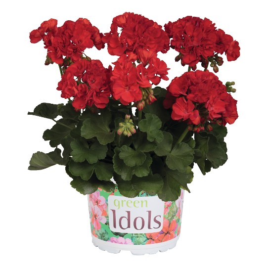 Green Idols True Red