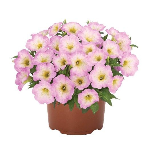 Potunia® + Baby Pink (Intrinsa)