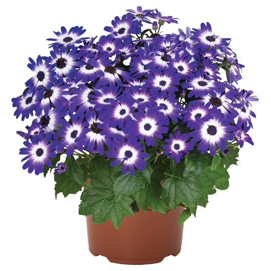 Mandala® Blue Bicolor