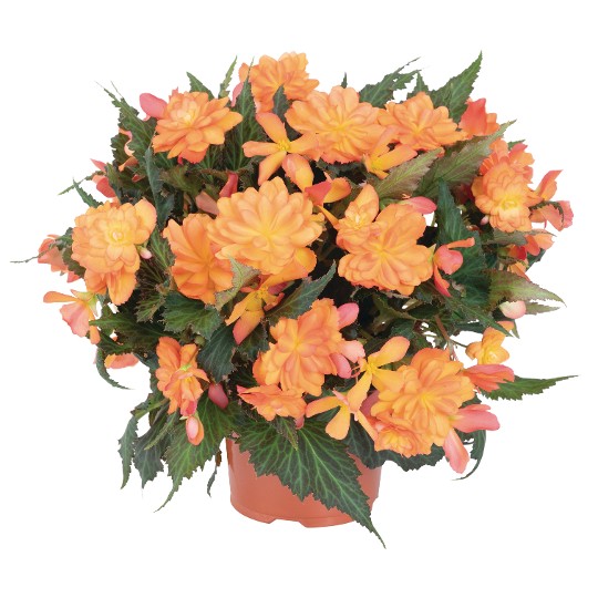 I'CONIA® Bacio Orange