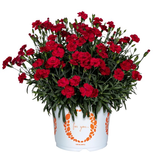 Cliff Red